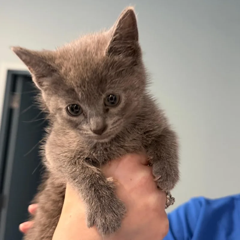 A baby small-sized female Gray / Blue / Silver Domestic Medium Hair cat named Andes for adoption in Greensboro, NC