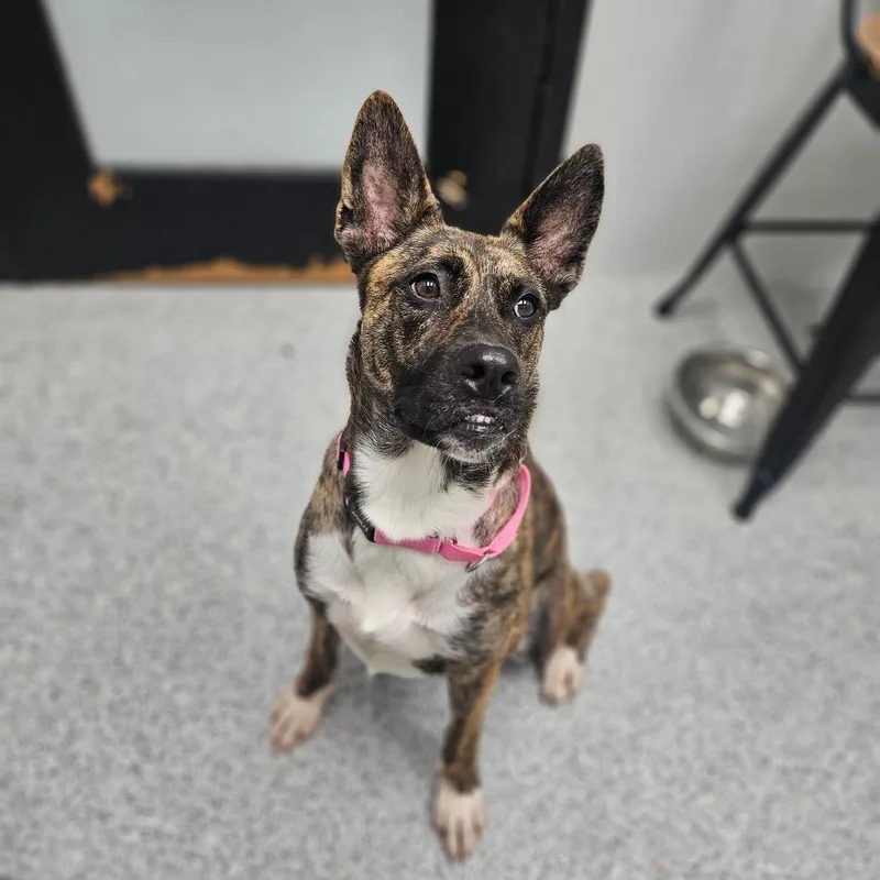 An adult medium-sized female Brindle Akita dog named Patty for adoption in Monticello, IA