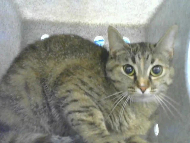 A young medium-sized female Domestic Short Hair cat named Angel for adoption in Albuquerque, NM