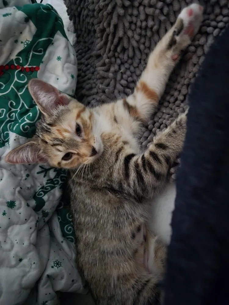 A baby small-sized female Domestic Short Hair cat named Apple Pie for adoption in Plymouth, MI