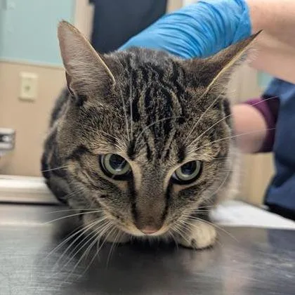An adult large-sized male Brown / Chocolate Domestic Short Hair cat named Dr. Lenard Hofstadter for adoption in Tacoma, WA