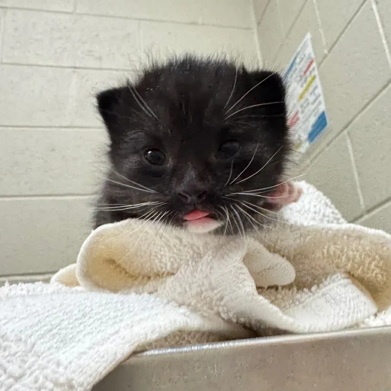 A baby medium-sized male Black Domestic Short Hair cat named Frito for adoption in Racine, WI