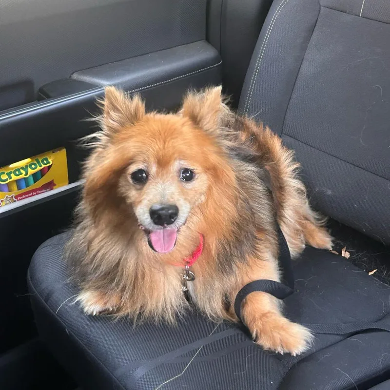 An adult small-sized male Pomeranian dog named Sir Lancelot for adoption in Raleigh, NC