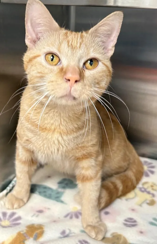 An adult medium-sized male Domestic Short Hair cat named Hot Rod for adoption in Greeneville, TN