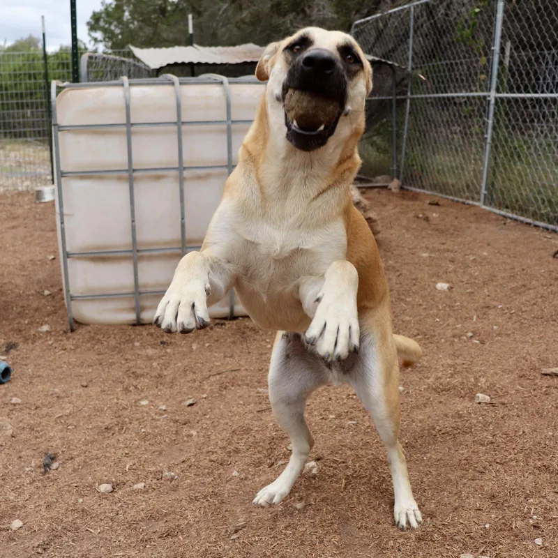 Holly Berry thumbnail 2