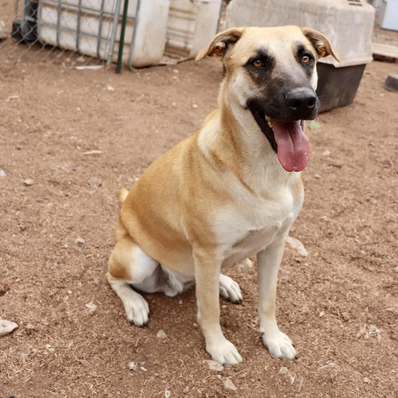 Holly Berry thumbnail 4