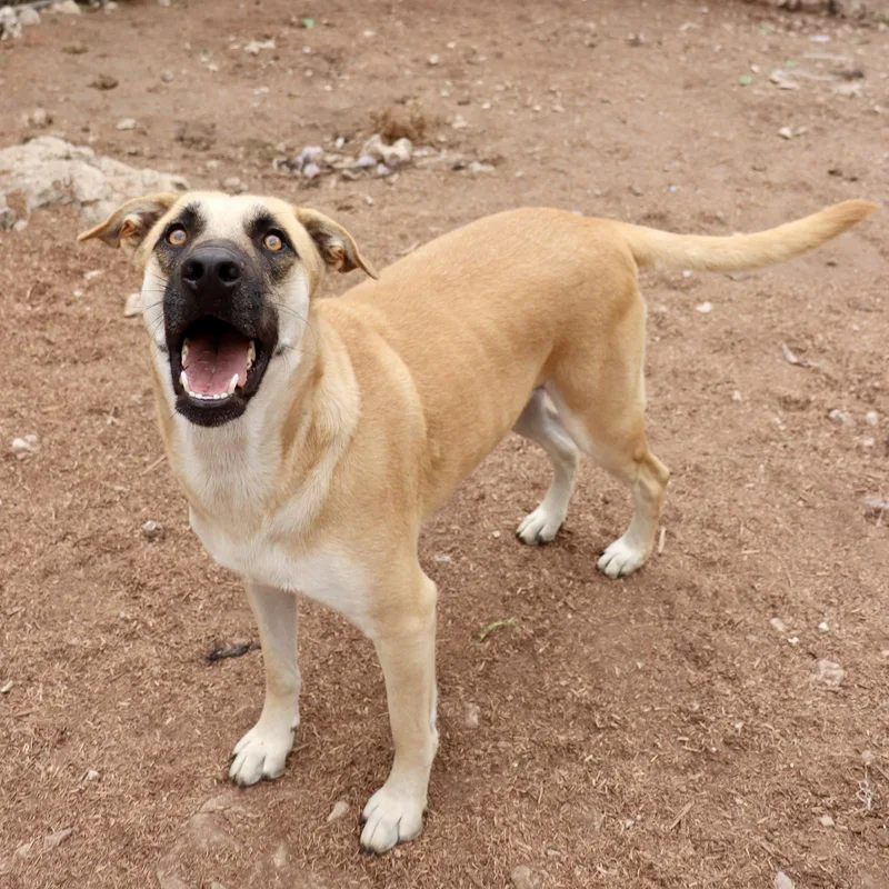 Holly Berry thumbnail 6