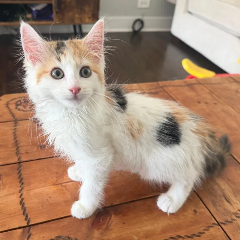 A baby small-sized female Calico Domestic Short Hair cat named Lulu for adoption in Naperville, IL