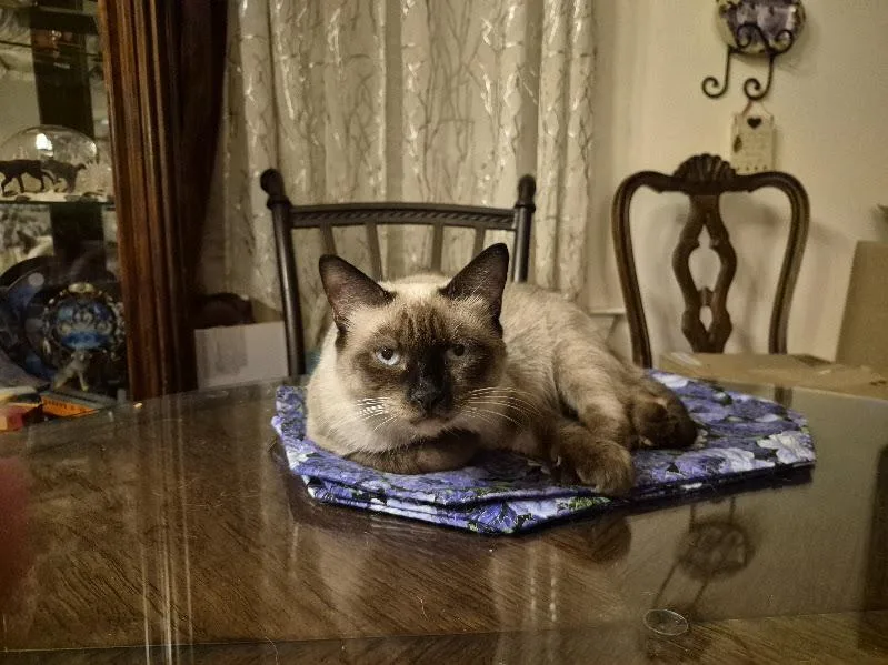 A senior large-sized female Siamese cat named Dulce de Leche for adoption in Keansburg, NJ