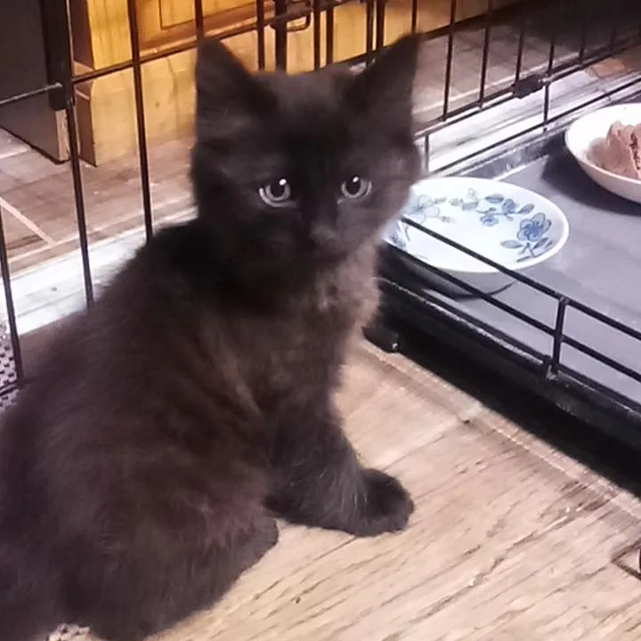 A baby small-sized male Black Domestic Long Hair cat named Verne City of for adoption in Chino Hills, CA