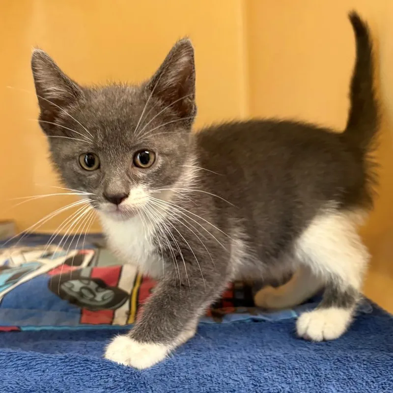 A baby small-sized male Gray / Blue / Silver Domestic Short Hair cat named Austin Blue for adoption in East Hanover, NJ