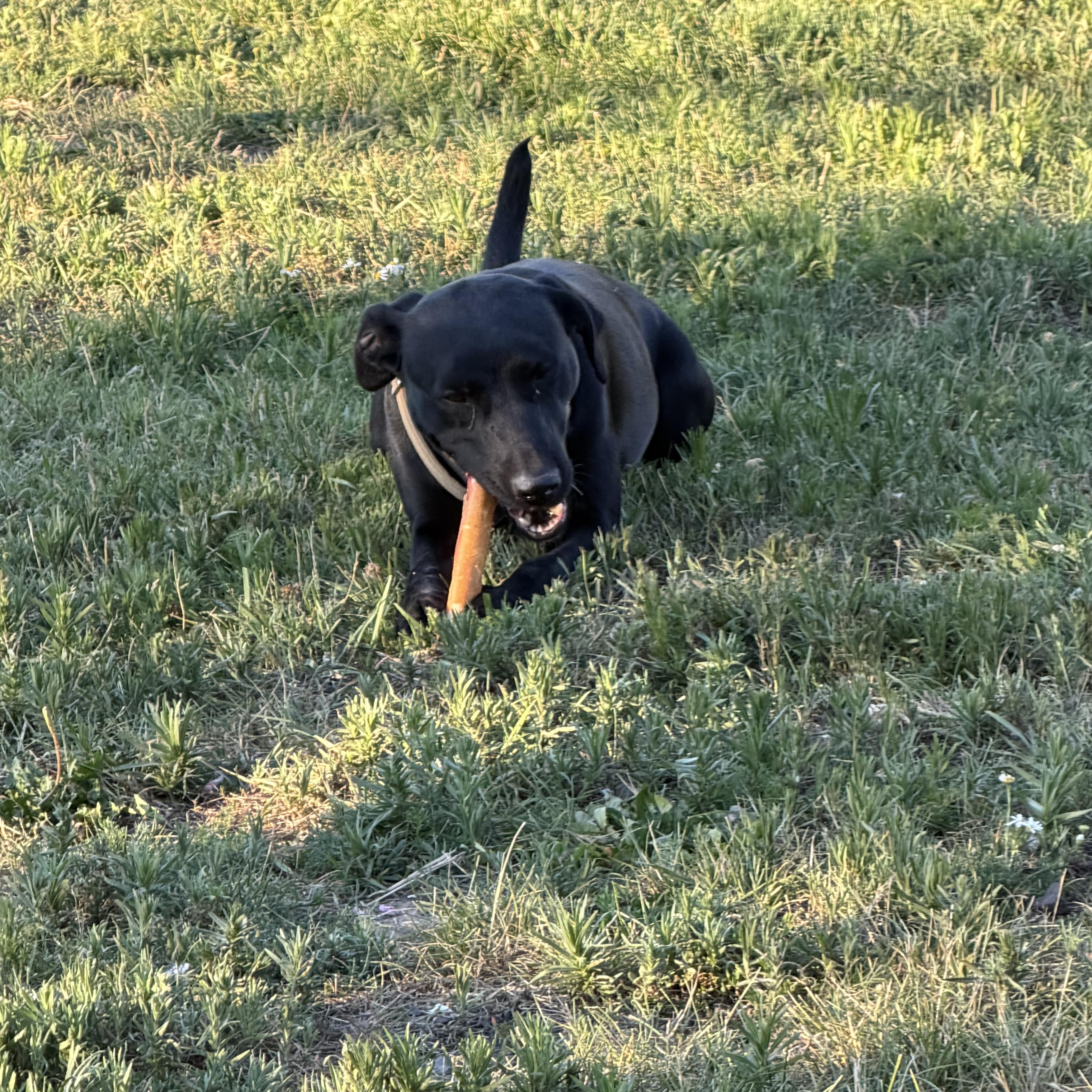A young medium-sized female Black Labrador Retriever dog named Poppy for adoption in Plummer, ID