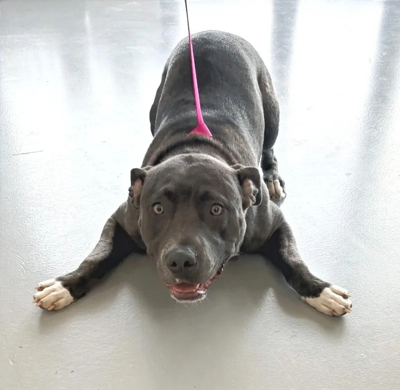 A young medium-sized male Pit Bull Terrier dog named Blueberry for adoption in Hartsville, SC
