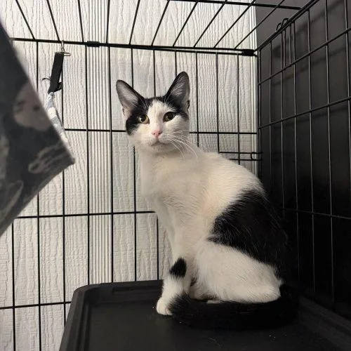 A baby medium-sized female Calico cat named Leia for adoption in Edmond, OK