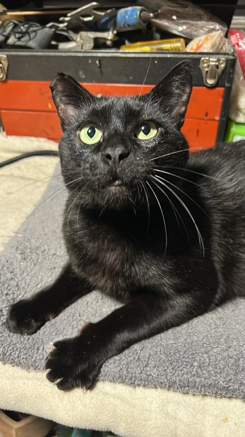 An adult medium-sized male Black Domestic Short Hair cat named Nero for adoption in Sherman Oaks, CA