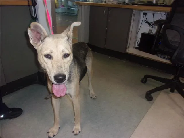 A young medium-sized female German Shepherd Dog dog named Mama Gina for adoption in Van Nuys, CA