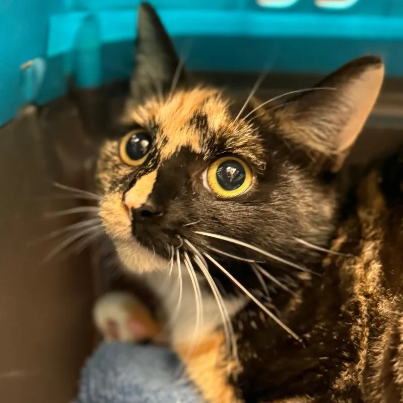 A young small-sized female Tortoiseshell Domestic Short Hair cat named Julieanne for adoption in Winston-Salem, NC