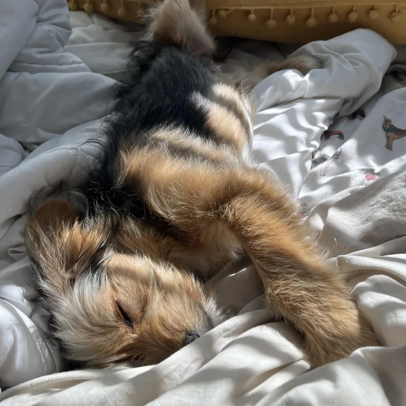 Honey Bee thumbnail 2