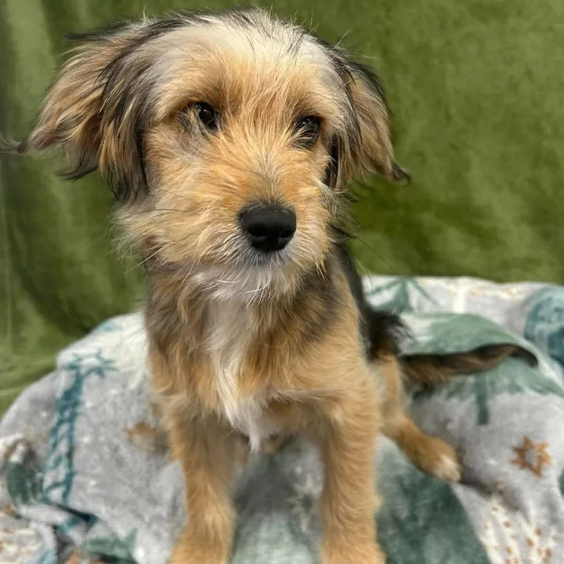 Honey Bee thumbnail 3