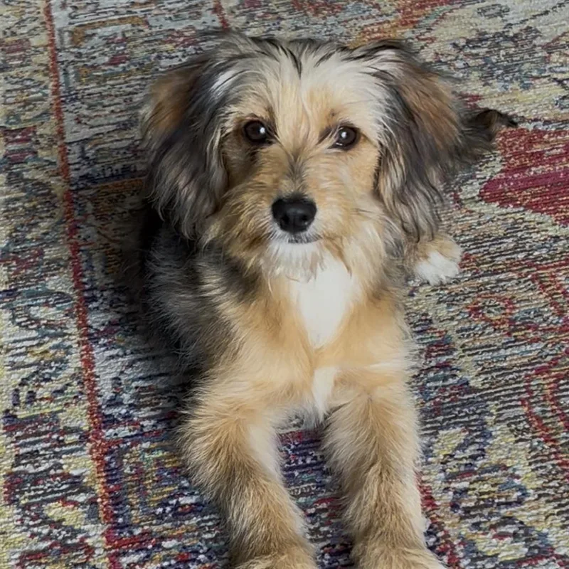 Honey Bee thumbnail 4