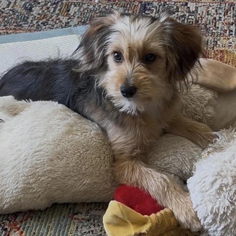 Honey Bee thumbnail 5