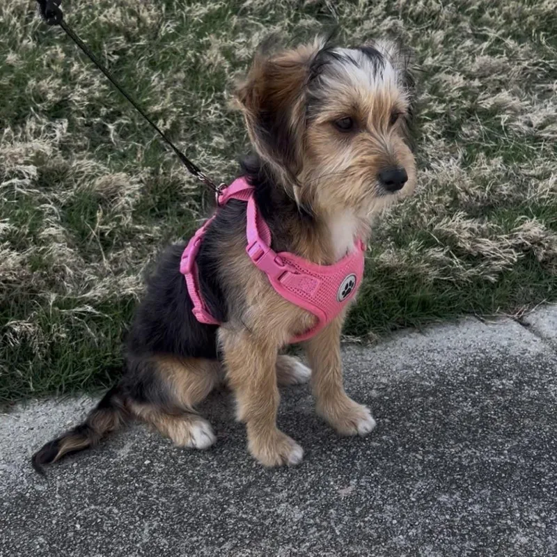 Honey Bee thumbnail 6