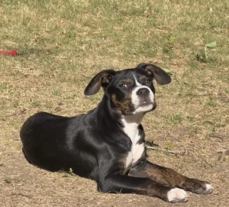 A baby medium-sized male Tricolor (Brown, Black, & White) American Staffordshire Terrier dog named Archer for adoption in Commerce City, CO