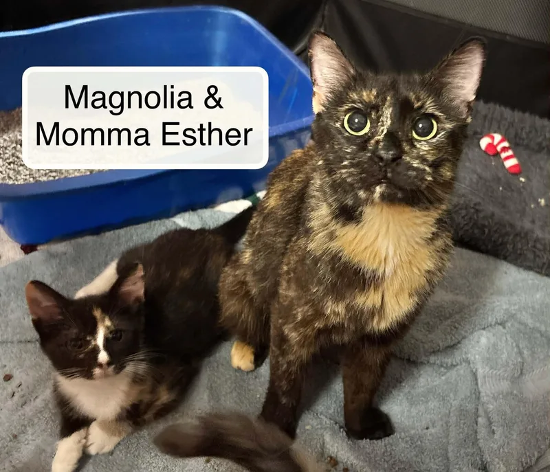 An adult medium-sized female Tortoiseshell Domestic Short Hair cat named Esther for adoption in Ellicott City, MD