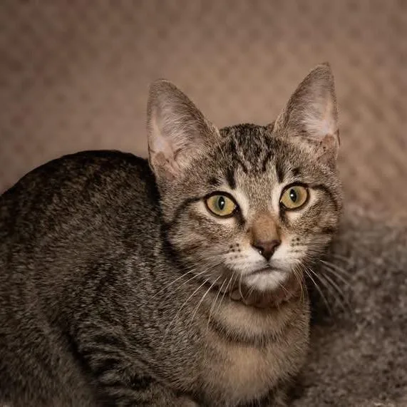 A baby small-sized male Gray / Blue / Silver Domestic Short Hair cat named Toby for adoption in Santa Fe, TX