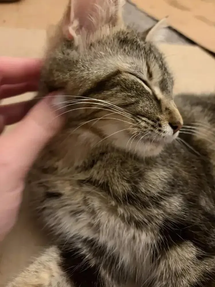An adult medium-sized female Domestic Short Hair cat named Anaheim for adoption in Grand Rapids, MI