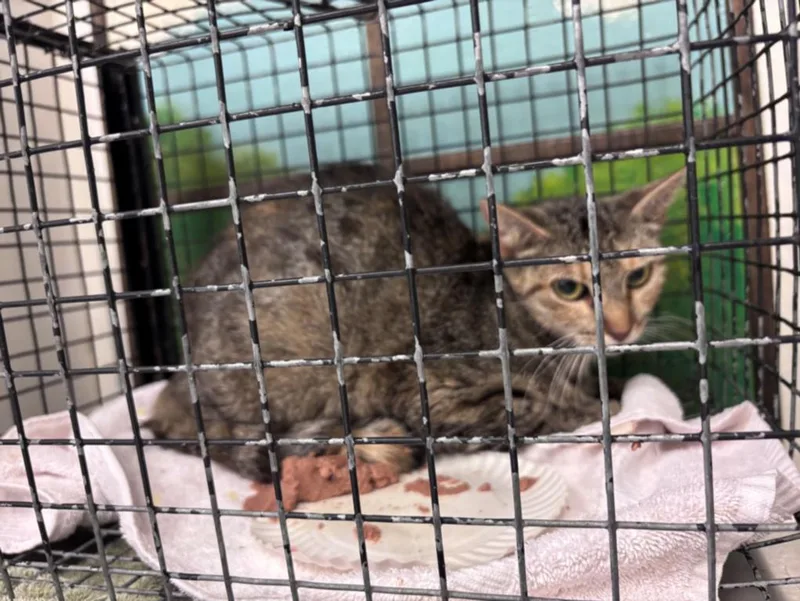 An adult medium-sized female Domestic Short Hair cat named Tonia for adoption in Houston, TX