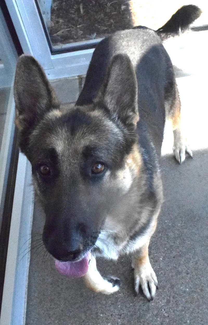An adult medium-sized male Black German Shepherd Dog dog named 22209 for adoption in Broken Arrow, OK
