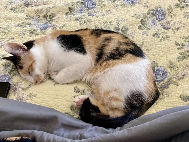 Samantha Rc thumbnail 3