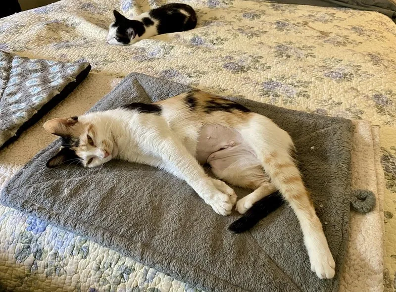 Samantha Rc thumbnail 4