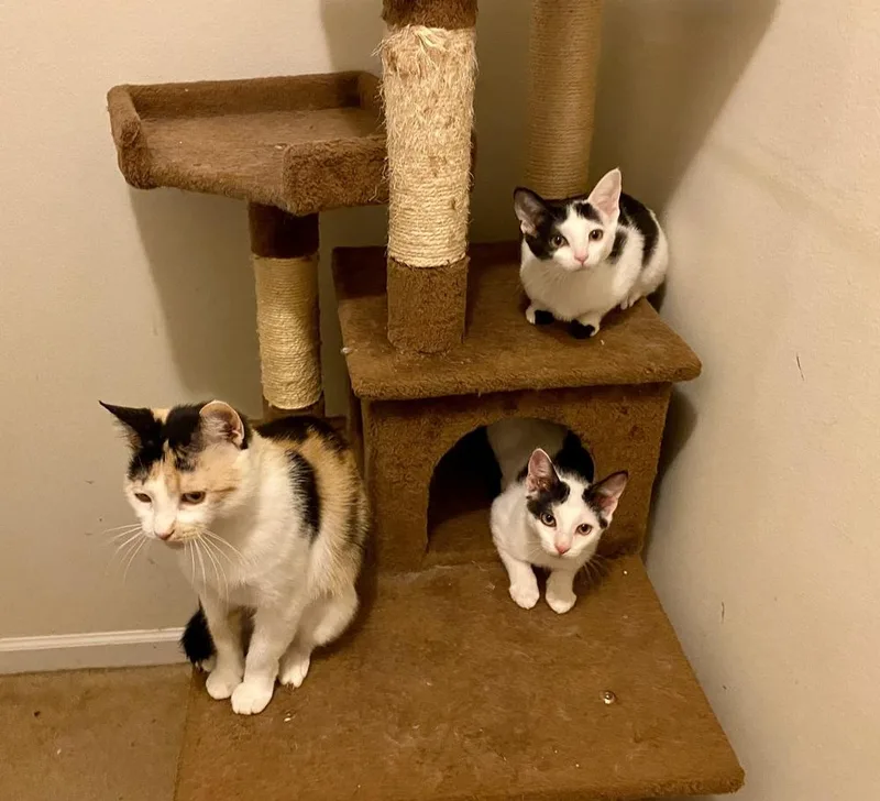 Samantha Rc thumbnail 5