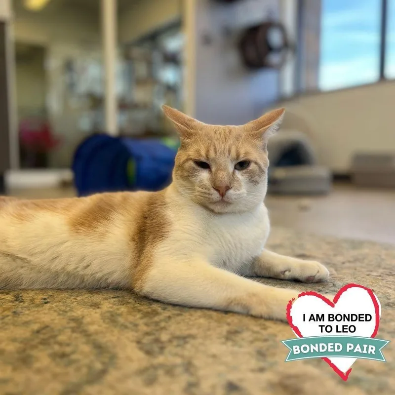 Maverick thumbnail 2