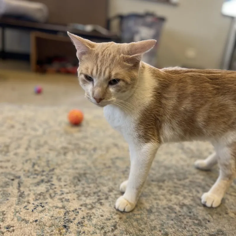 Maverick thumbnail 3