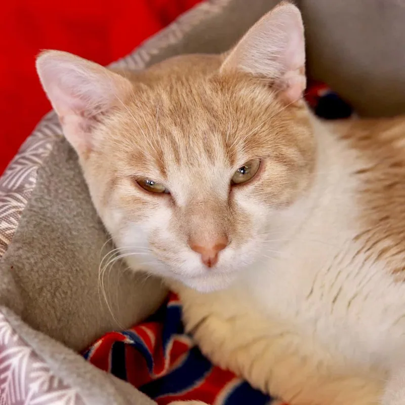 Maverick thumbnail 4