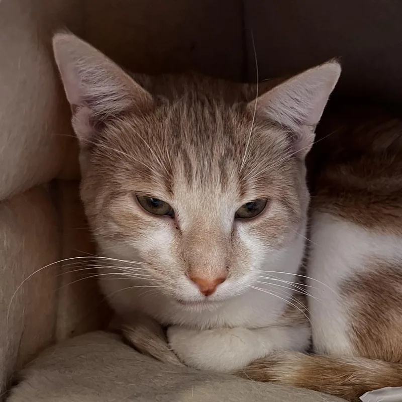 Maverick thumbnail 5