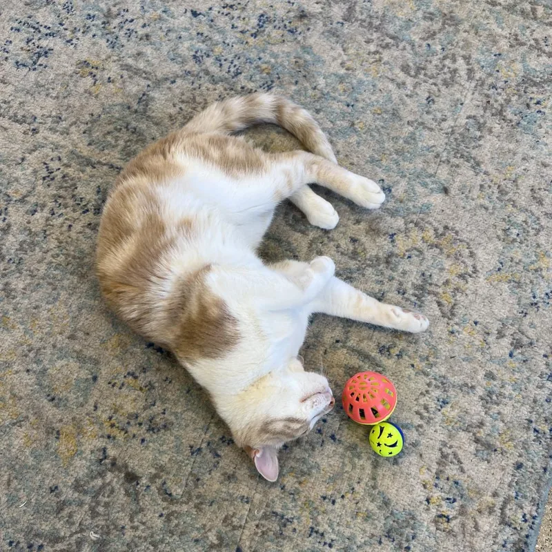 Maverick thumbnail 6