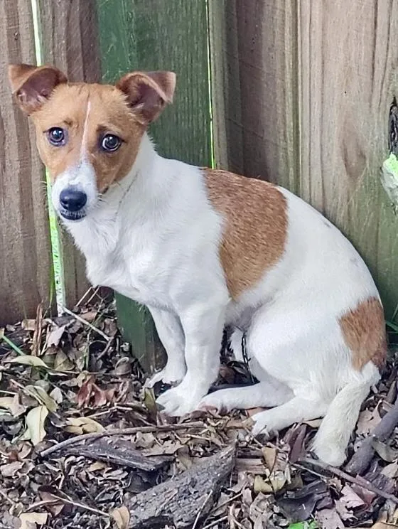 An adult small-sized female Brown / Chocolate Jack Russell Terrier dog named Pearl for adoption in Ladson, SC