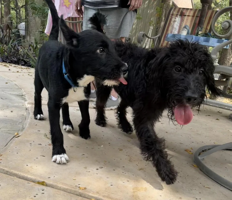 A young medium-sized female Schnauzer dog named Dolly for adoption in Athens, TX