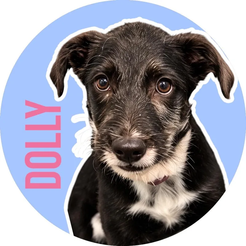 Dolly thumbnail 4
