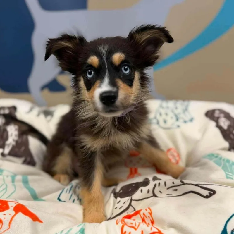 A baby small-sized male Black Australian Shepherd dog named Ben for adoption in Fairfax, VA