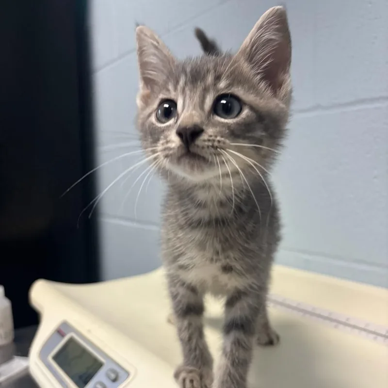 A baby small-sized male Gray / Blue / Silver Domestic Short Hair cat named My Last Duck for adoption in Carencro, LA