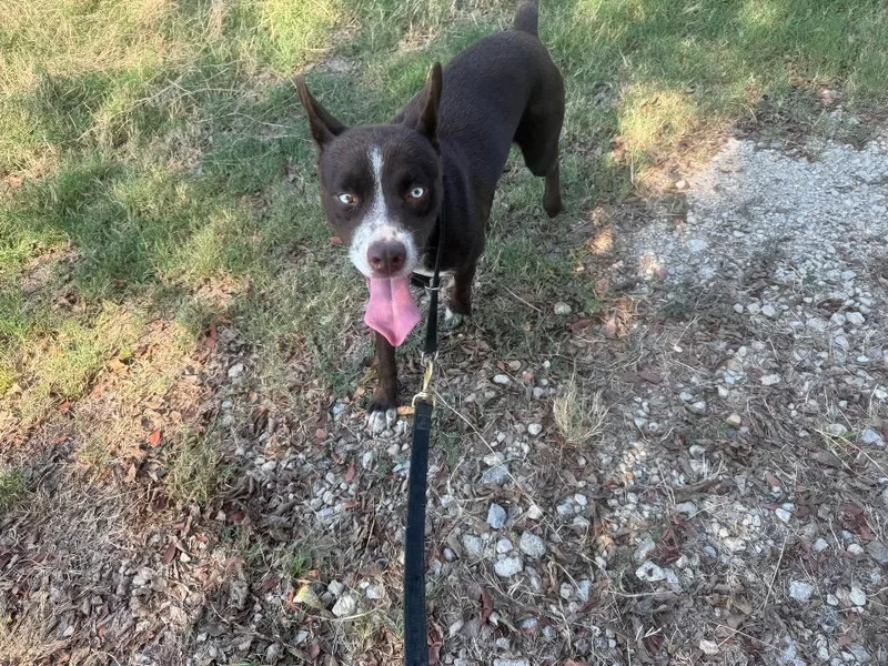 Ava