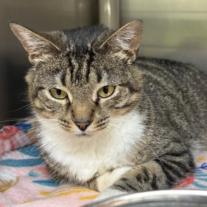A senior medium-sized female Brown / Chocolate Domestic Short Hair cat named Whale for adoption in Springfield, IL