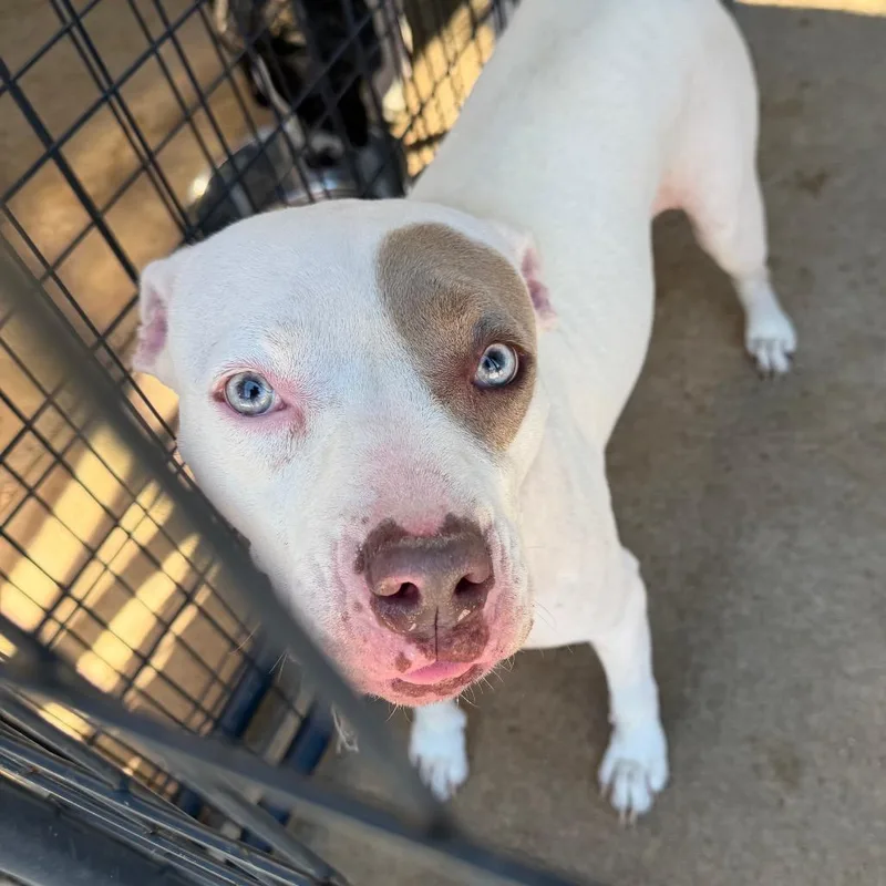 An adult medium-sized female White / Cream Pit Bull Terrier dog named Joy for adoption in Lake Jackson, TX