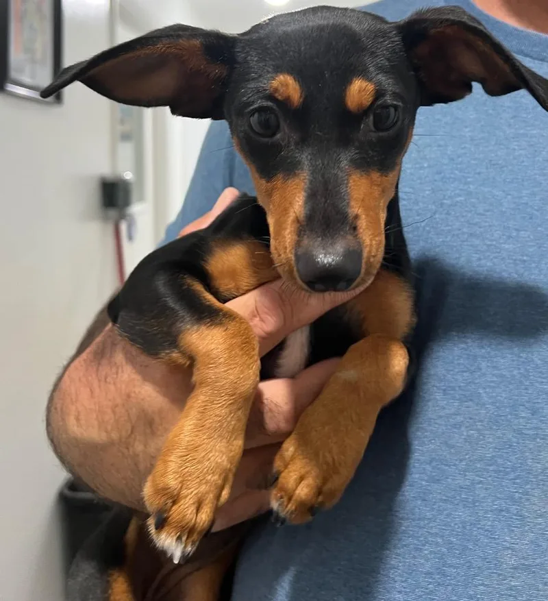 A young small-sized female Mixed Breed dog named Tootise for adoption in Labelle, FL