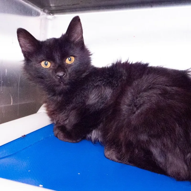 A baby medium-sized female Domestic Medium Hair cat named Page for adoption in Shoreline, WA